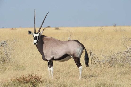 African Plains Game