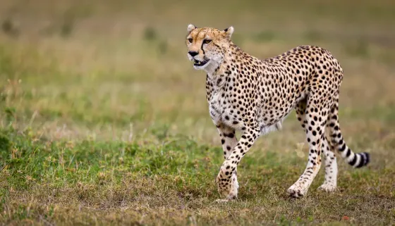 African Cats