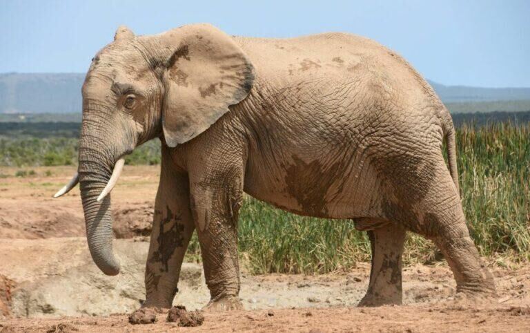 Side view of African elephant in the wild.