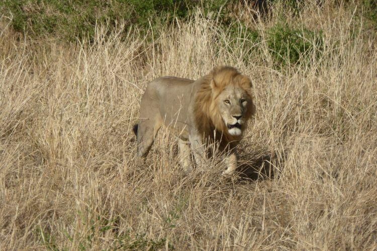 lion walking in the savanna