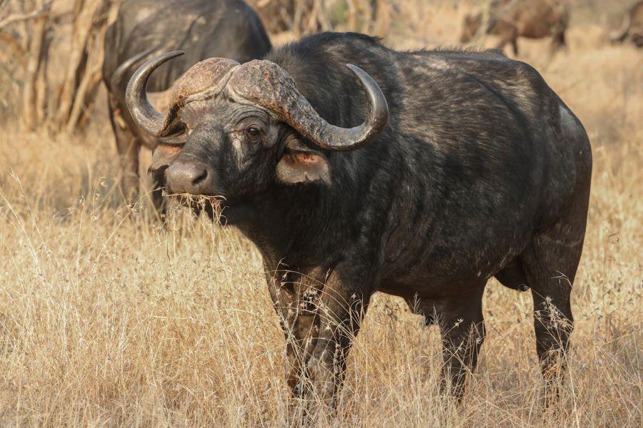Cape buffalo buffalo in the veld, standing looking at the camera, with a herd behind it
