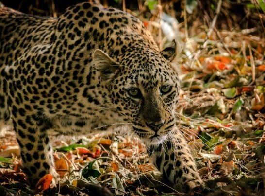 leopard close up