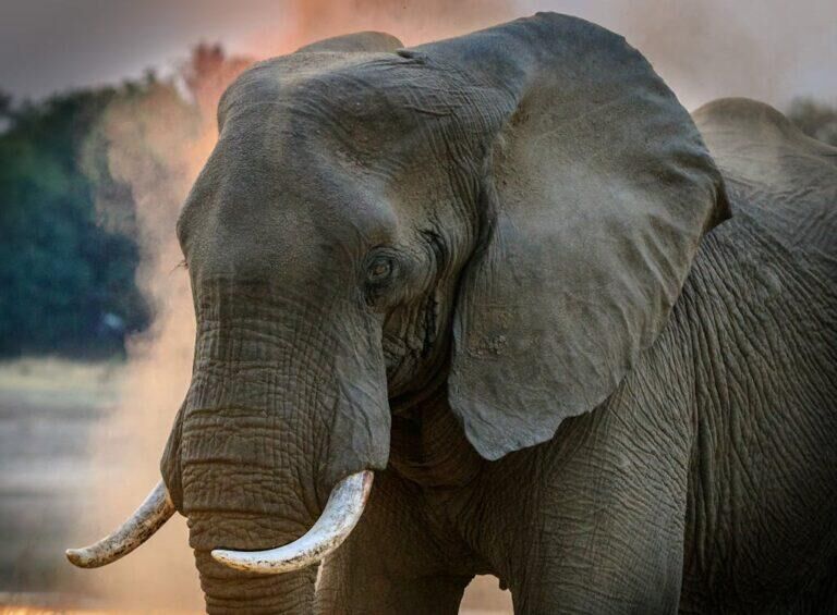 Close up of an elephant