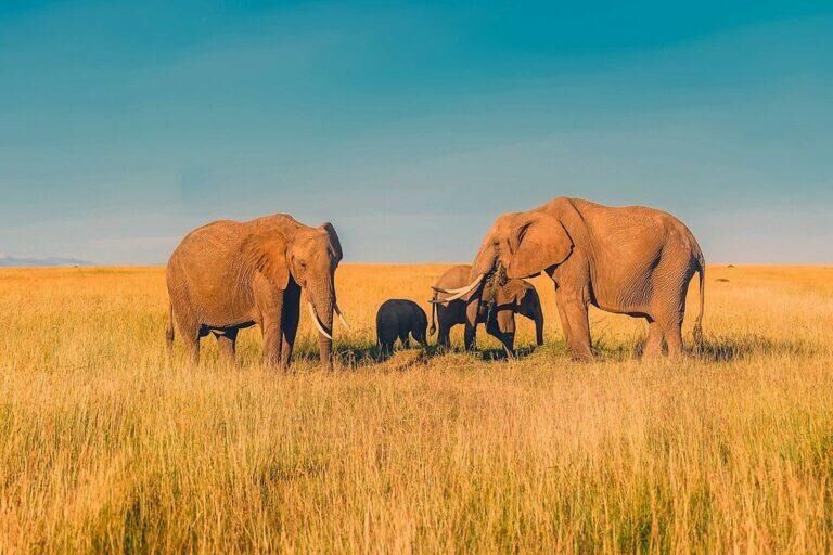 Elephant Herds