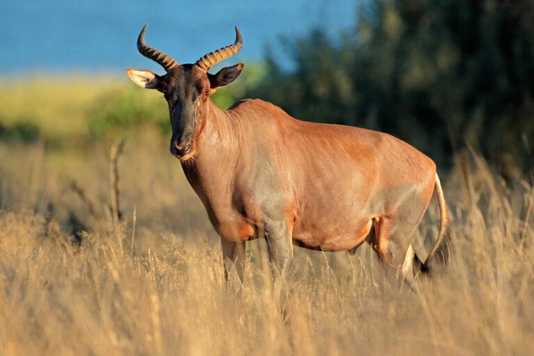 Hunting Tsessebe Antelope in Africa