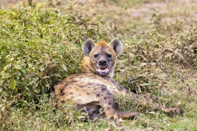 The best option would be a well-placed shot straight through the heart when hyena hunting in Africa.