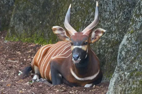 Hunting in Africa: Pursuing the Elusive Sitatunga