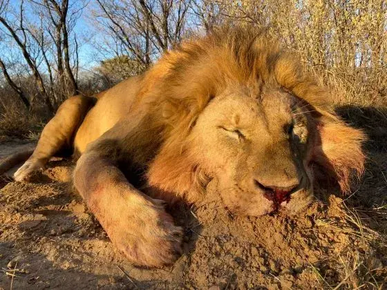 Johan Outfitter SA, Namibia, Mozambique & Zimbabwe