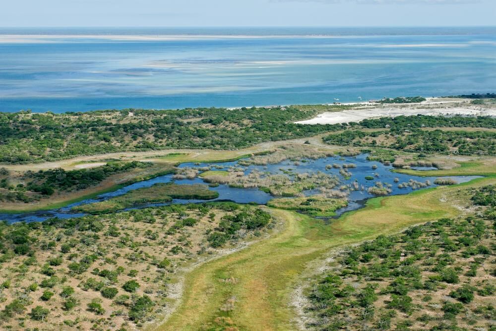 Hunting Bushpig in Mozambique