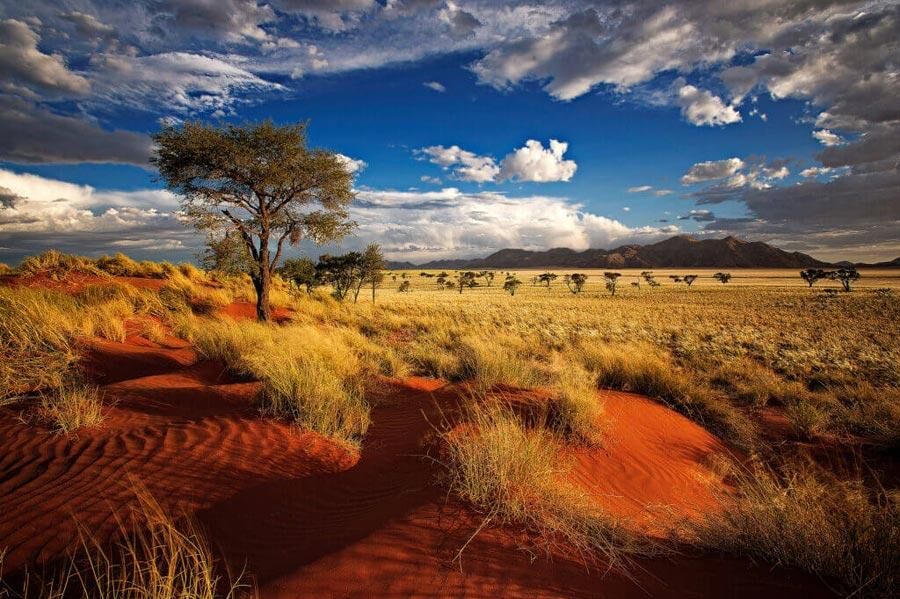Hunting Crocodile in Namibia
