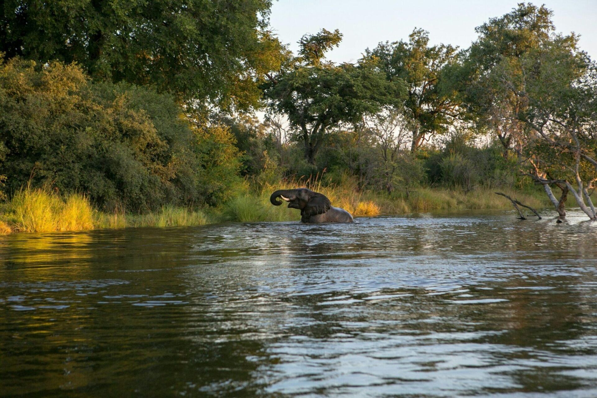 Hunting in Republic of Congo