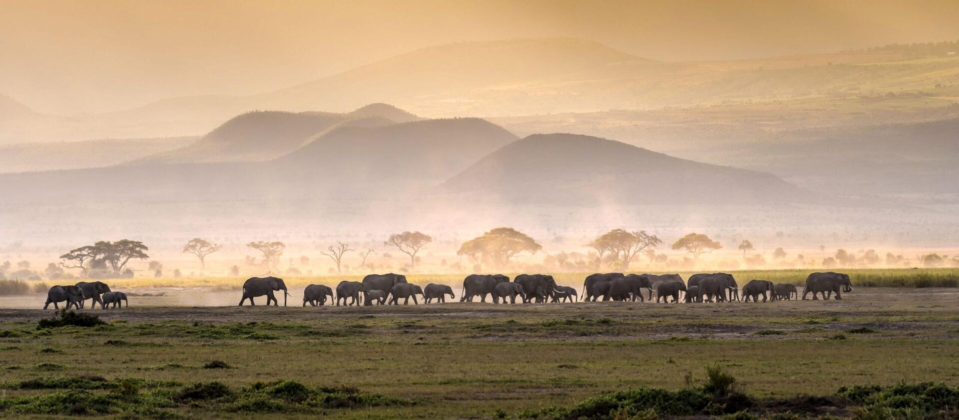 Hunting Lion In Tanzania