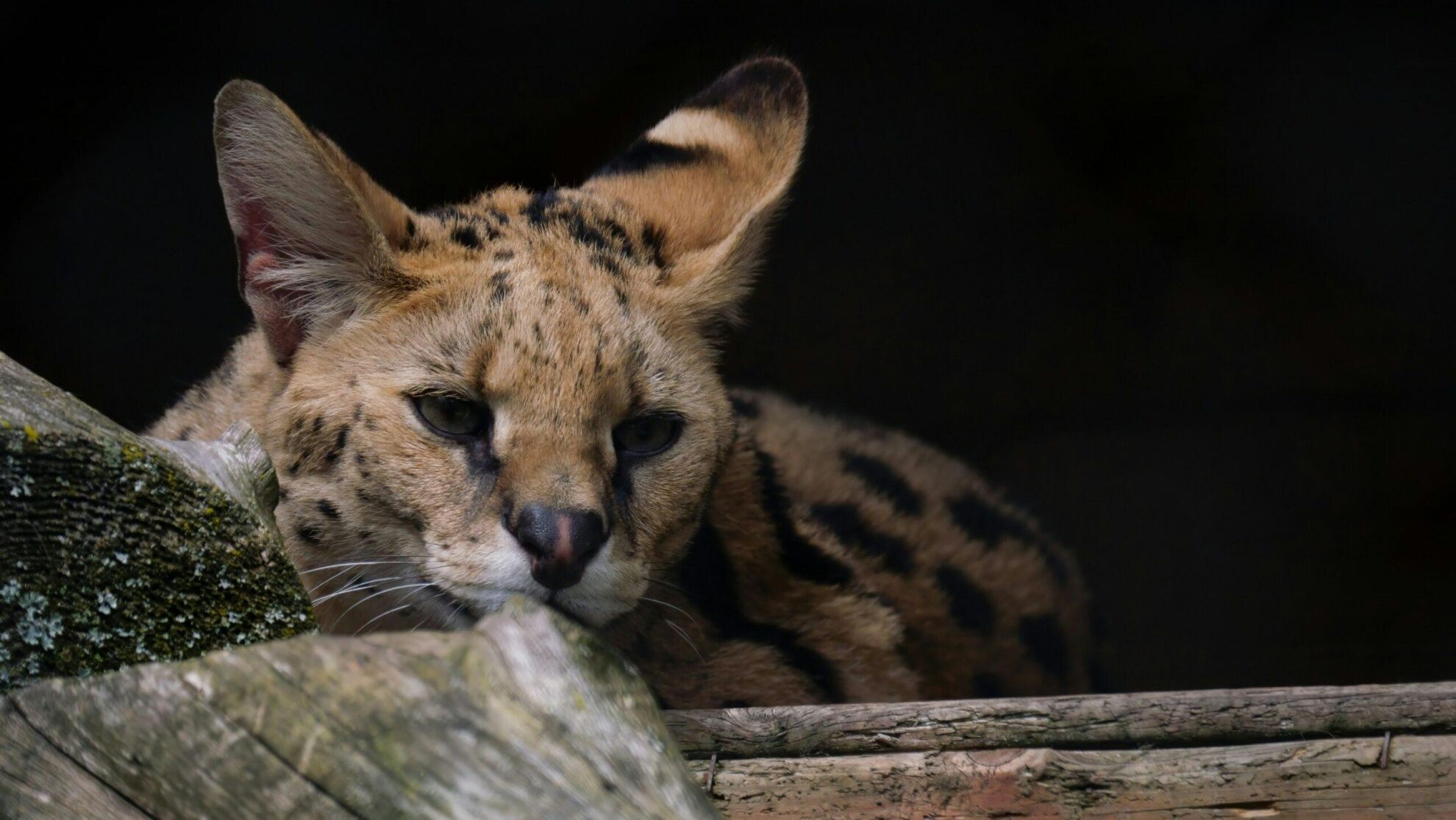 Hunting Serval In Africa