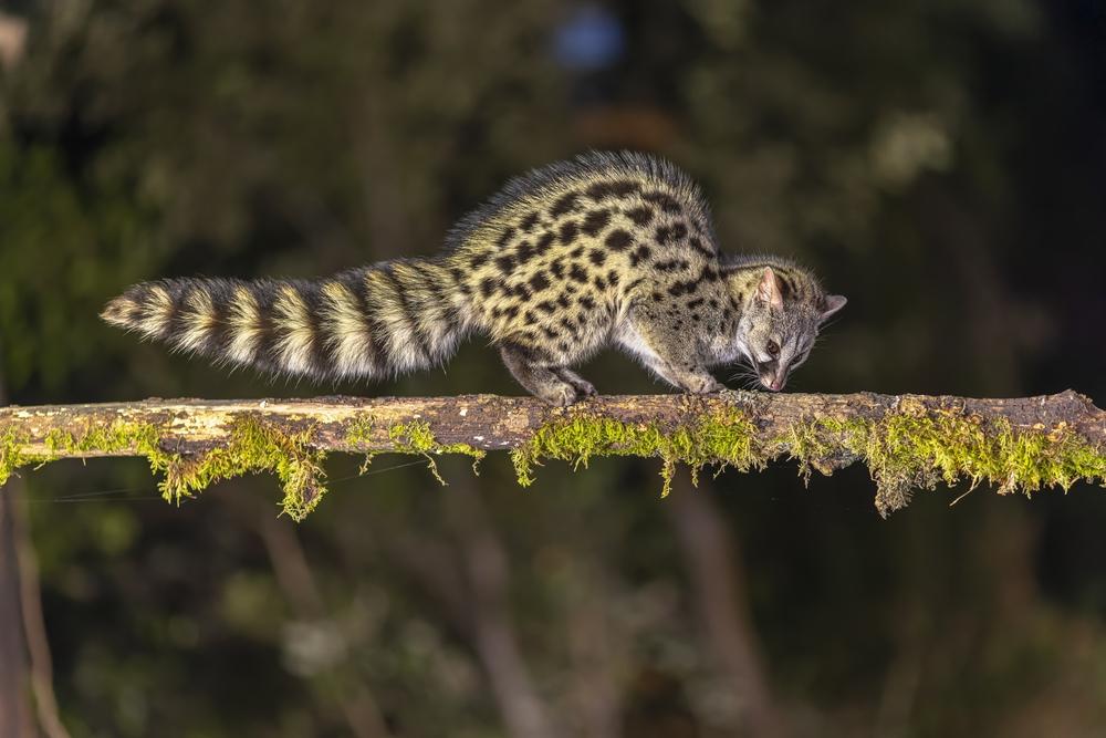 Genet Hunting In Africa