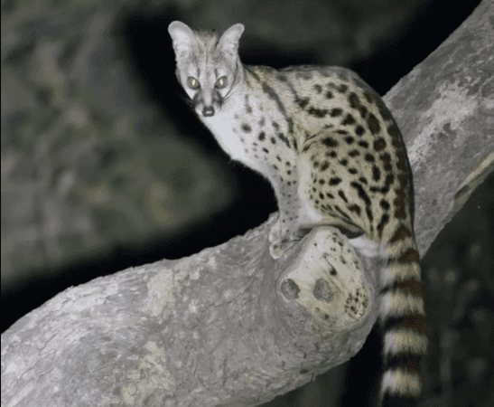 African Hunts Targeting The Common Large Spotted Genet