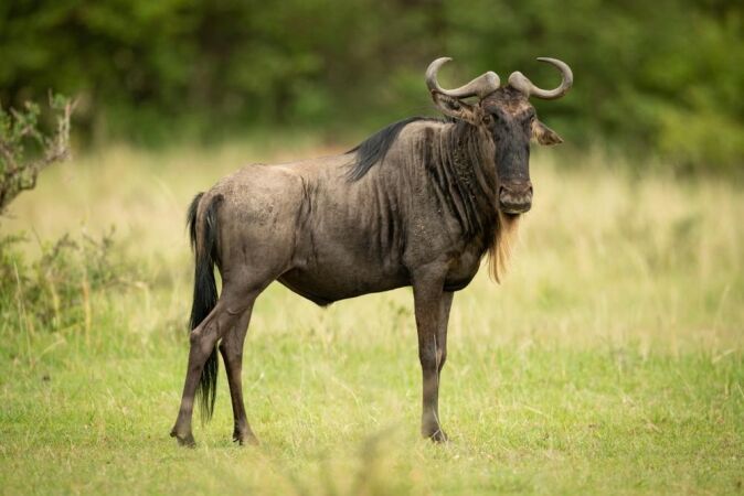 Hunting The Blue Wildebeest