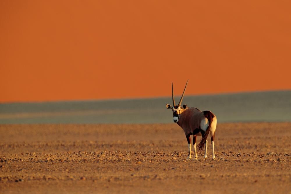 Oryx Hunting In South Africa