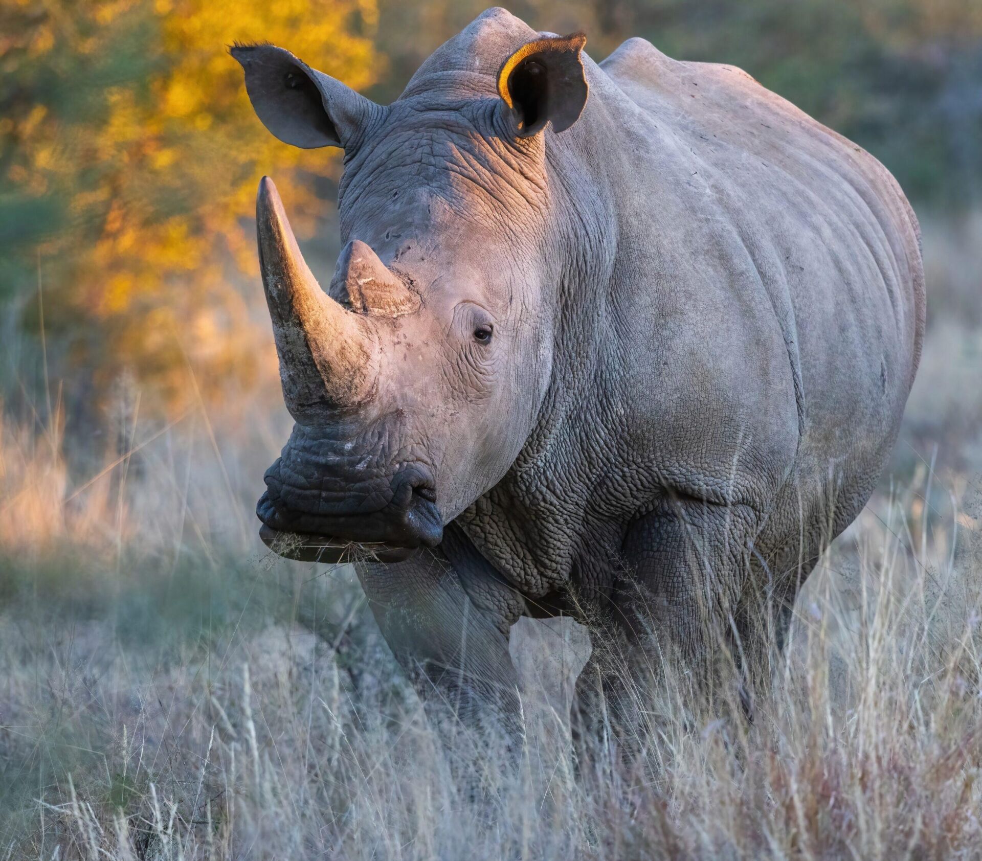 Hunting The White Rhino