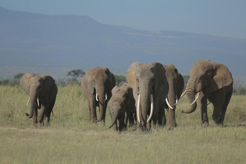Elephant Hunting In Africa