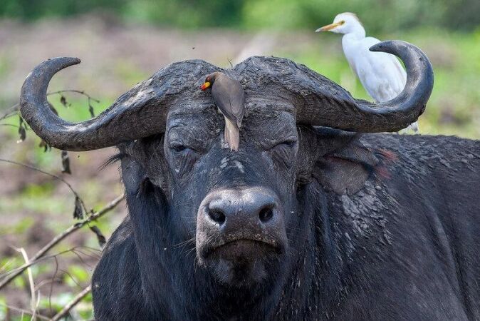 African Hunts: Targeting The Nile Buffalo