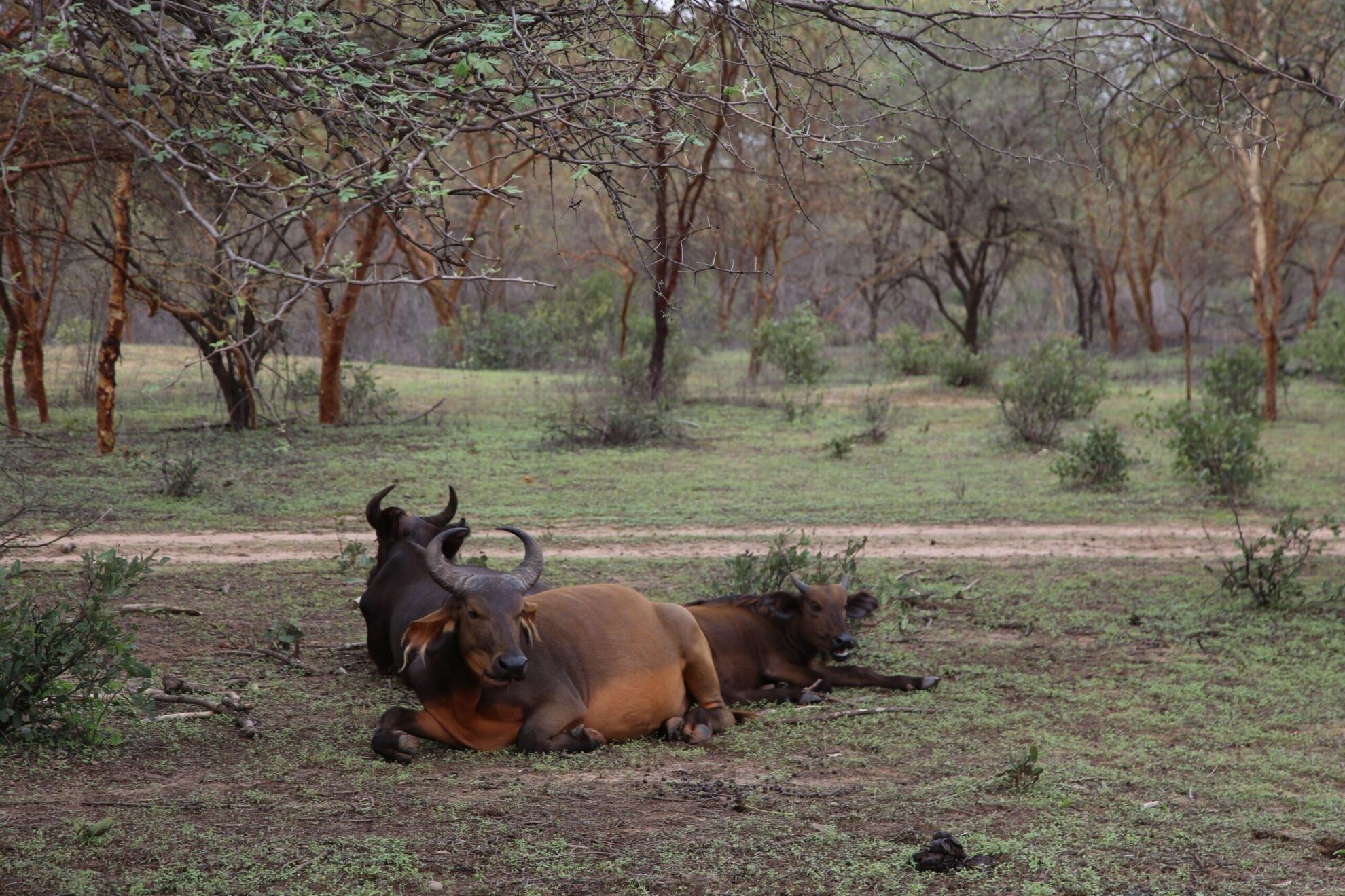 Hunting The West African Savanna Buffalo