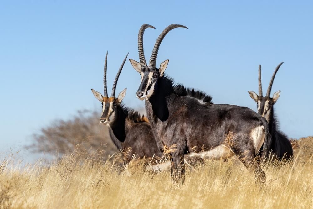 Hunting Sable Antelope In Africa