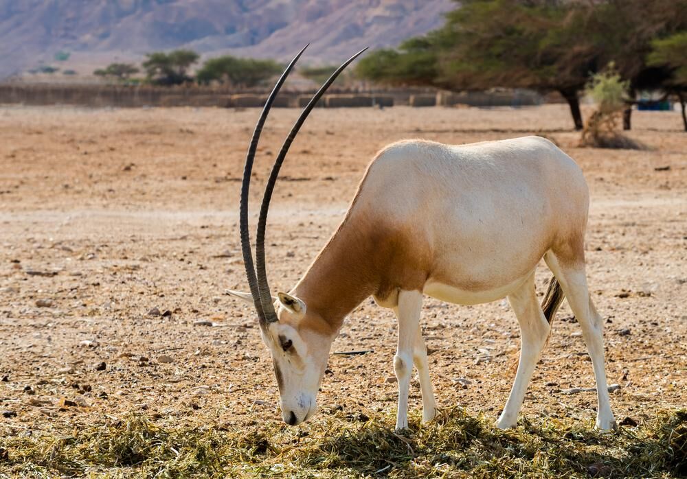 Safari Hunting The Scimitar-Horned Oryx