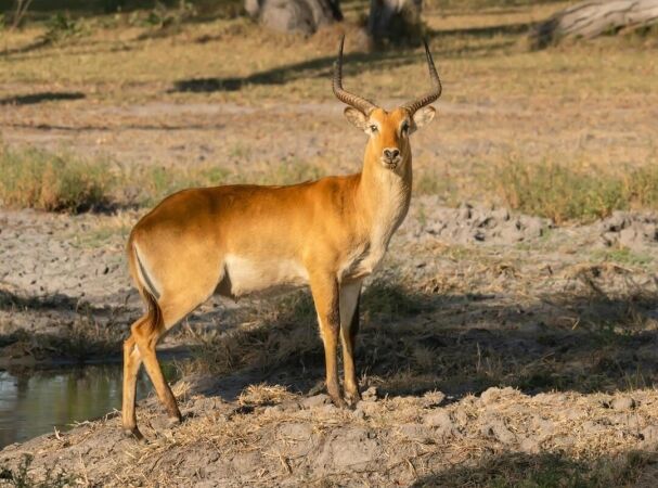 Kafue Lechwe Safari Hunting In Zambia