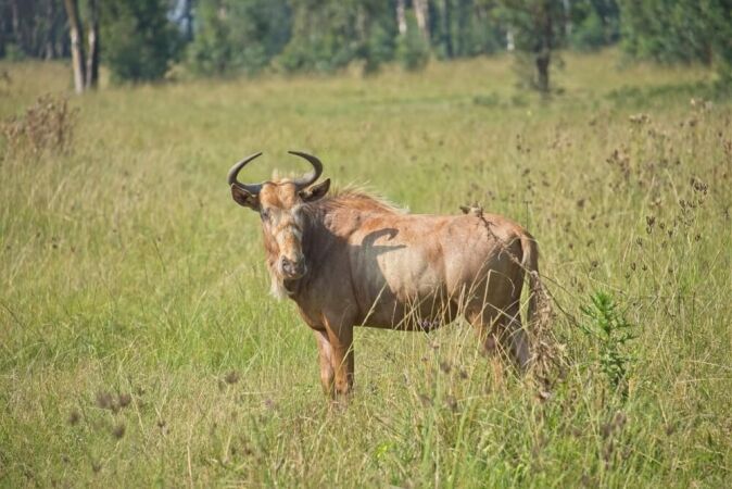 Africa Plains Game Hunting: The Golden Wildebeest