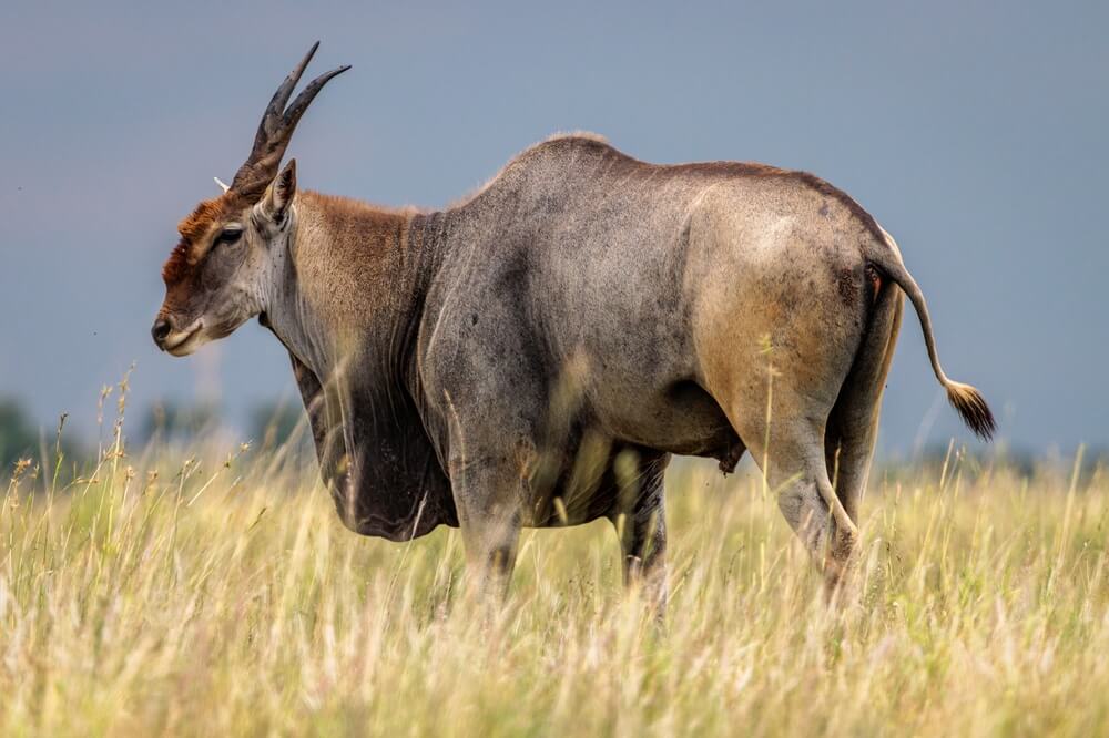 Hunting The Cape Eland In Africa