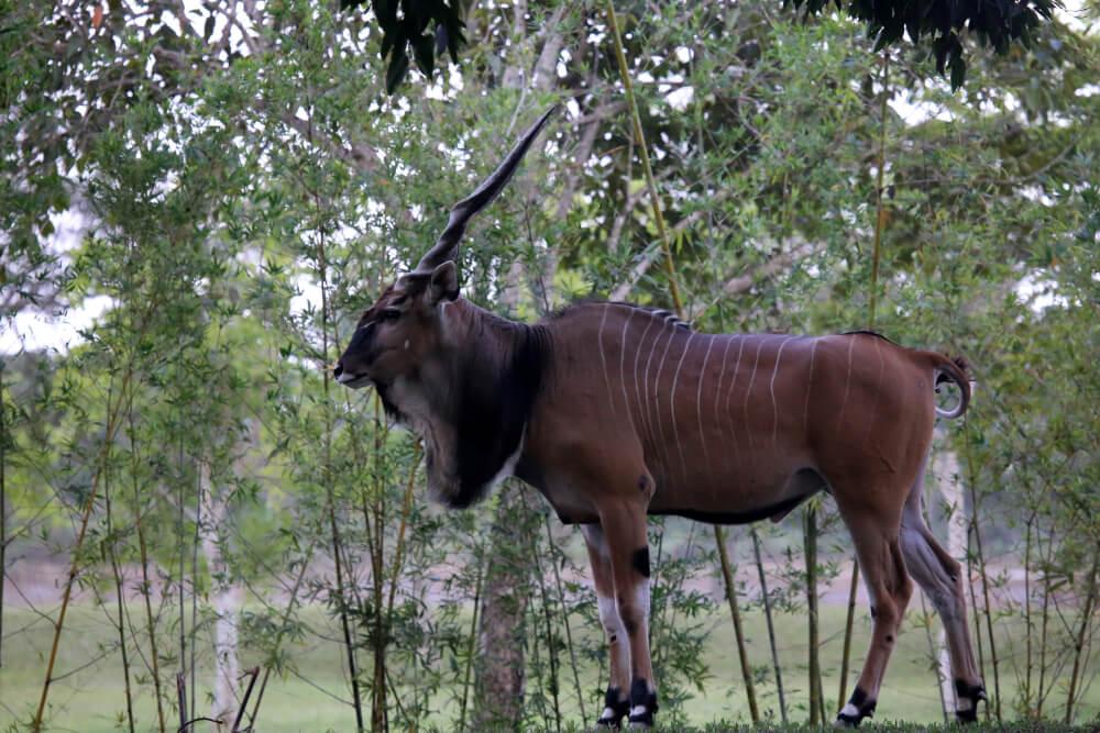 Hunting The Lord Derby's Eland