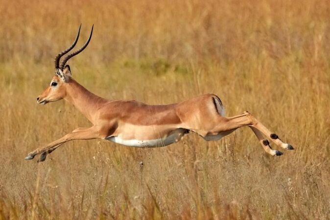 Hunting The Impala In Africa