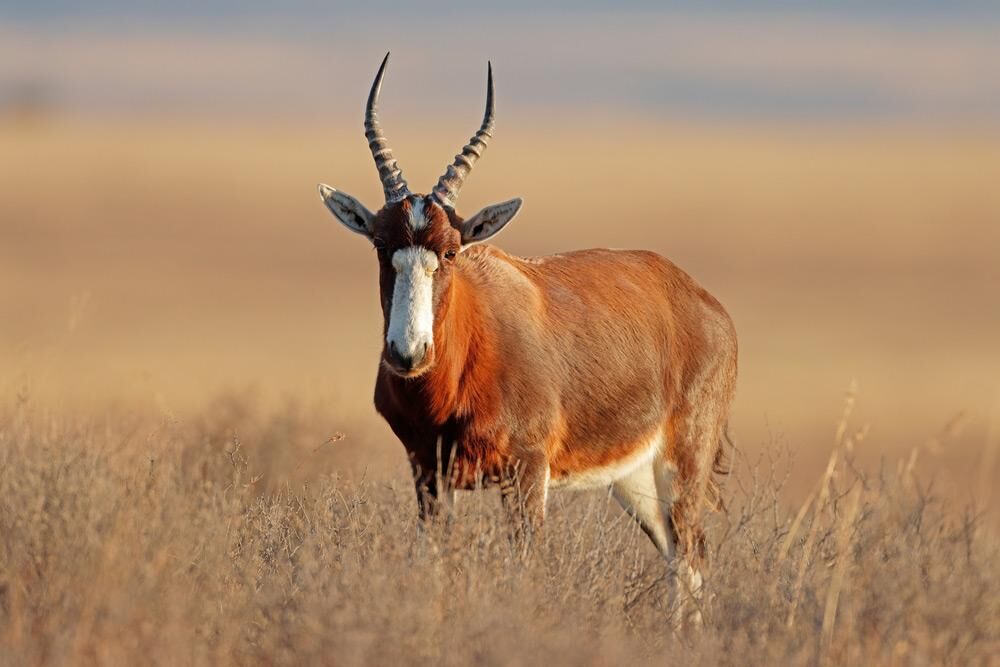 Hunting Blesbok In Africa