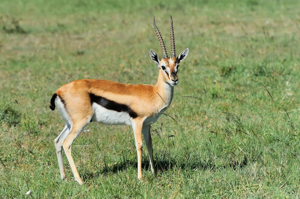 Hunting Thomson's Gazelle In Africa