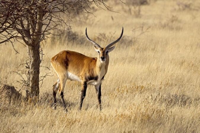 Hunting The Red Lechwe