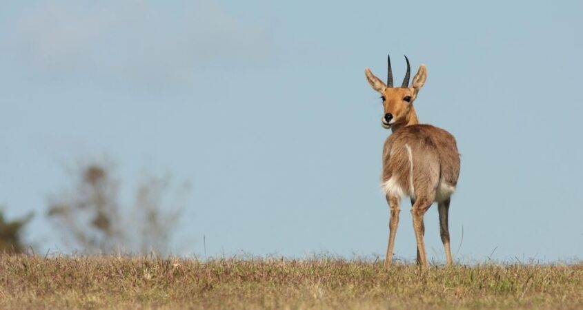 Hunting Mountain Reedbuck In African