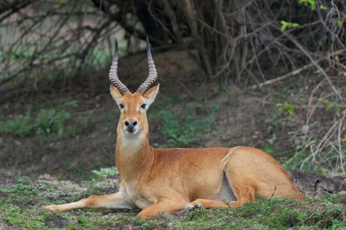 Puku Game Hunting Safaris