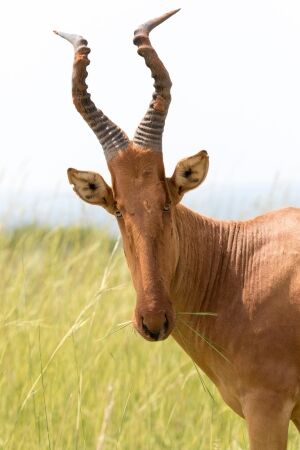 Hunting The Jackson's Hartebeest In Africa