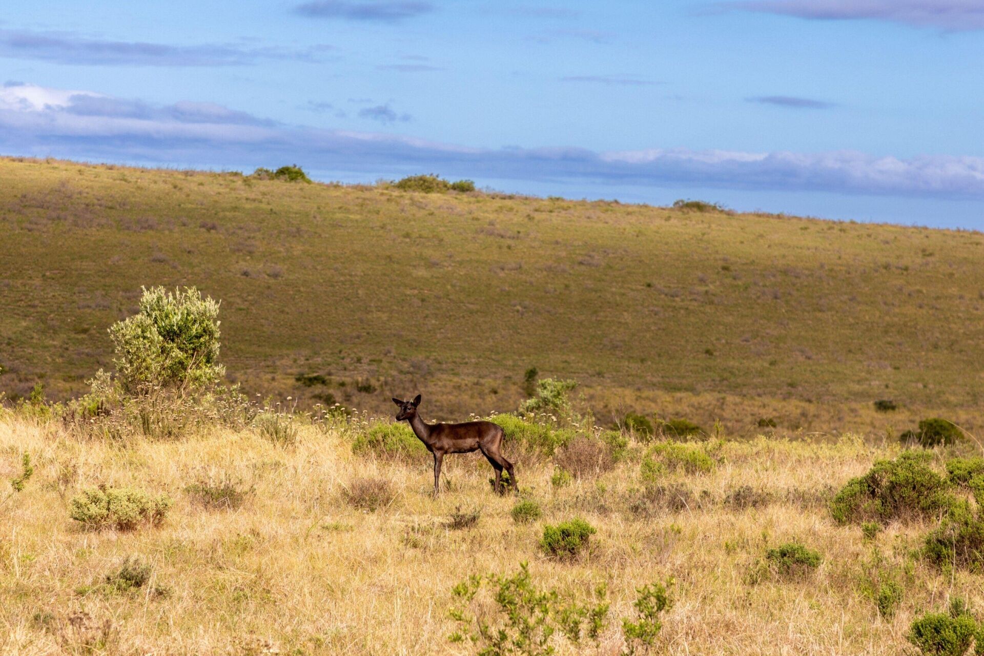 African Hunting The Black Impala