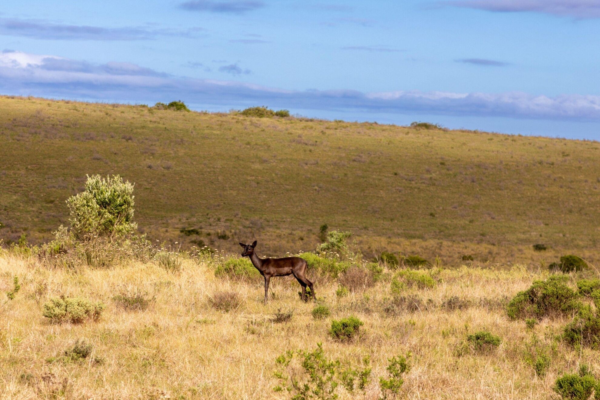 African Hunting The Black Impala