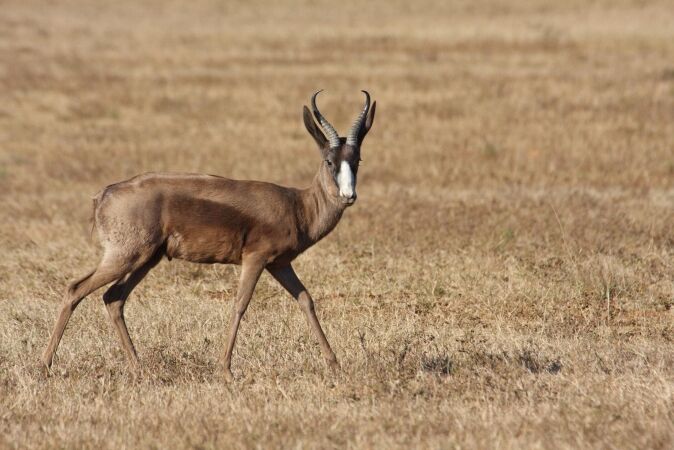African Hunting The Black Springbok