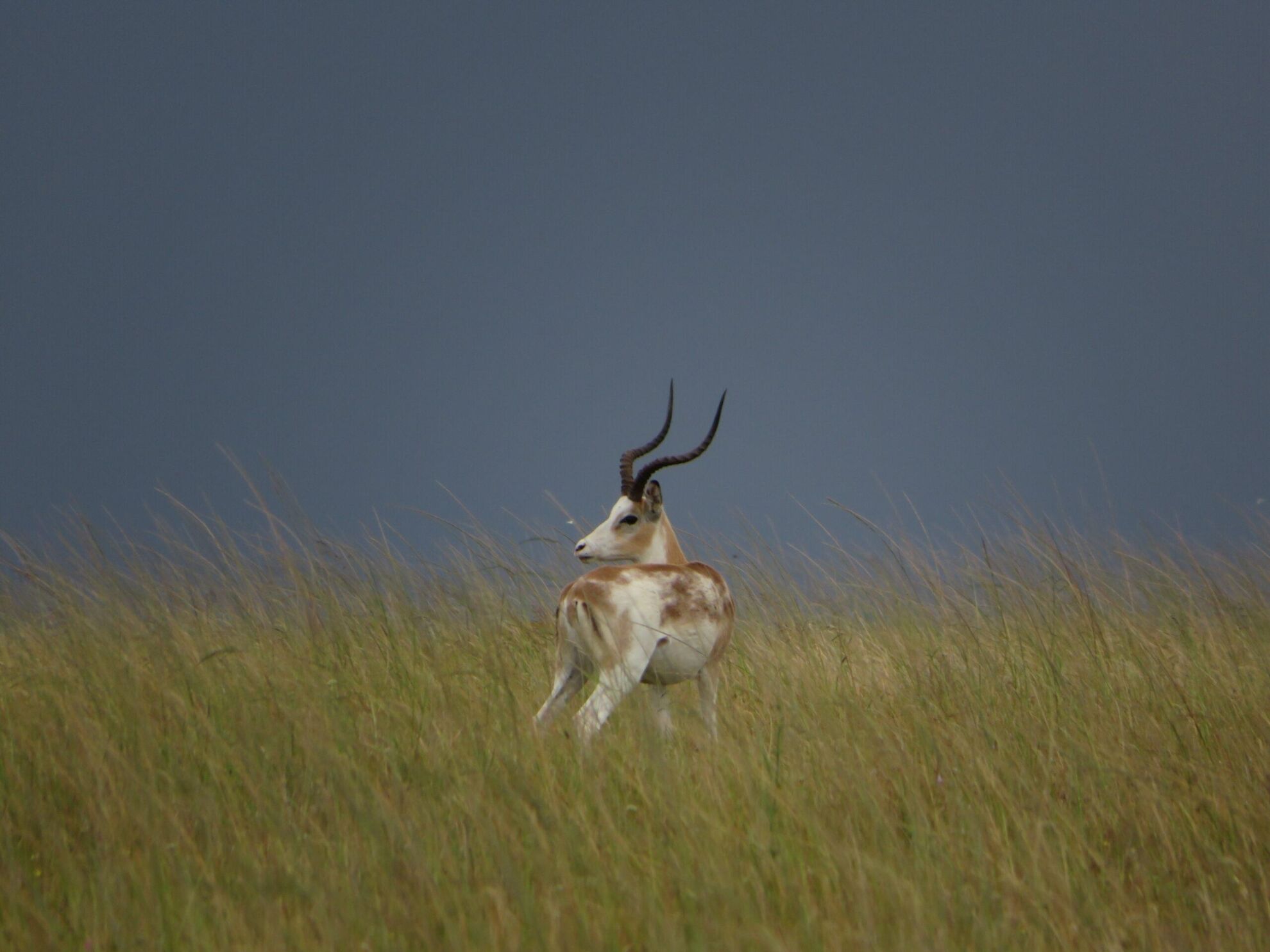 Targeting The White-Flanked Impala