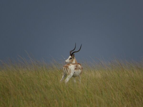 Targeting The White-Flanked Impala