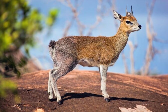 Game Hunting In Africa: The Klipspringer