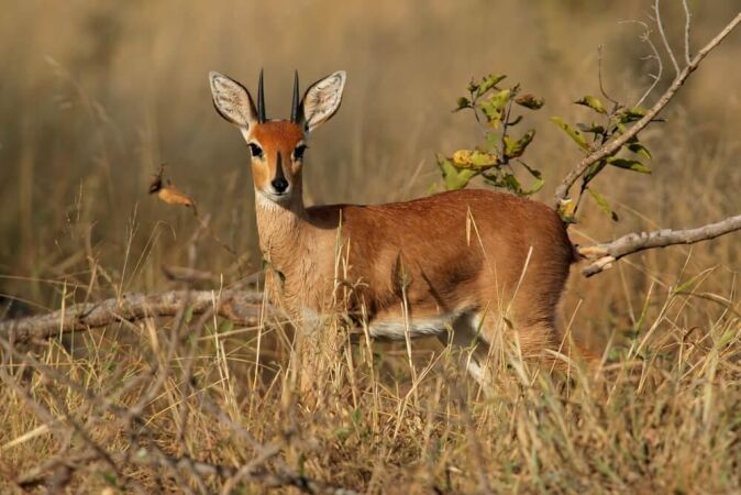 Steenbok Hunting Safaris In Africa