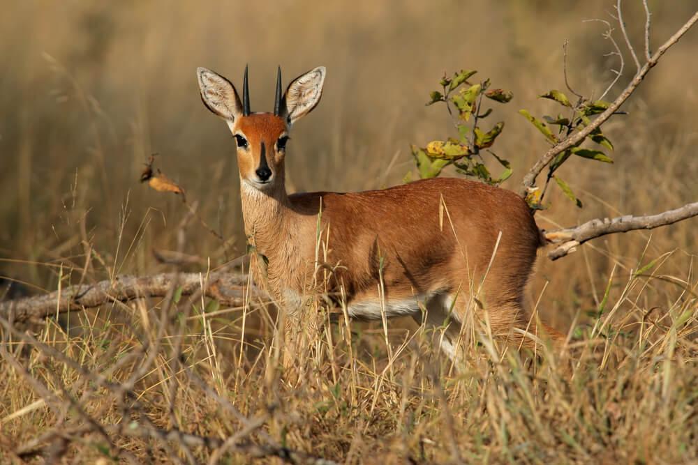 Steenbok Hunting Safaris In Africa