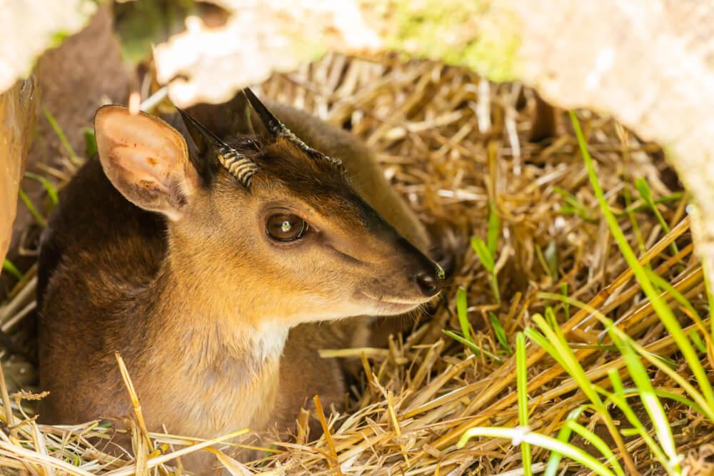 Targeting The Suni When Hunting In Africa