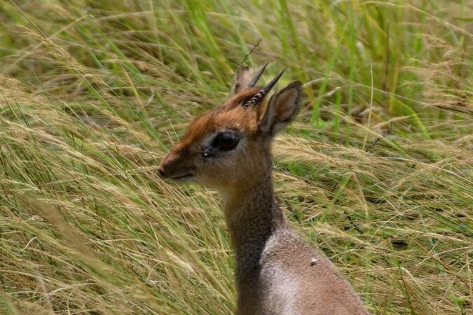 Hunting The Bate's Pygmy Antelope