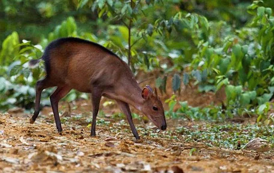 African Hunts: Targeting Peter’s Duiker