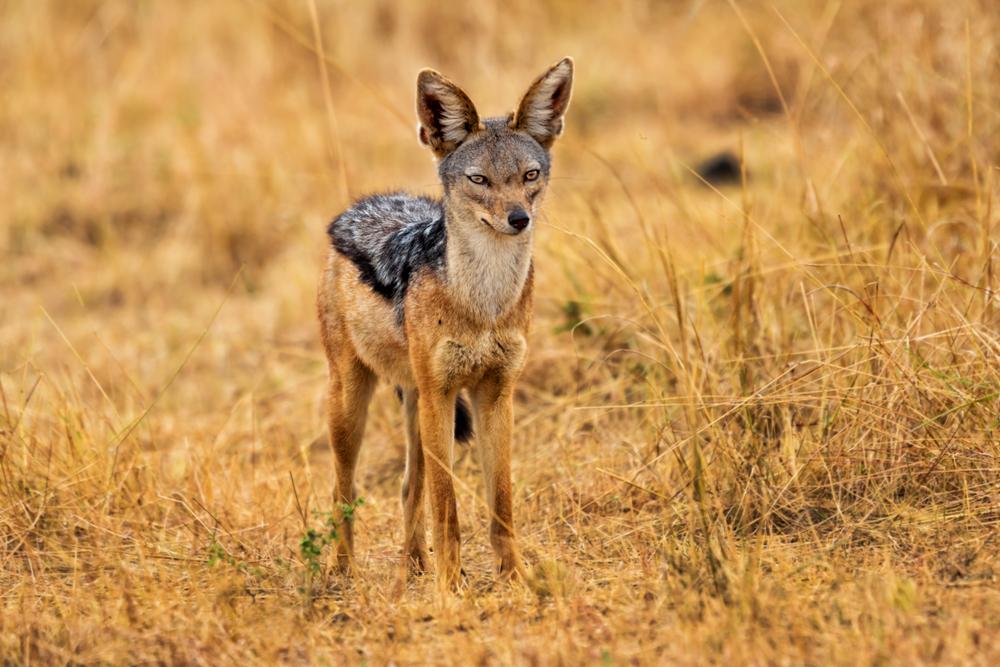 Hunting Black-Backed Jackal In Africa